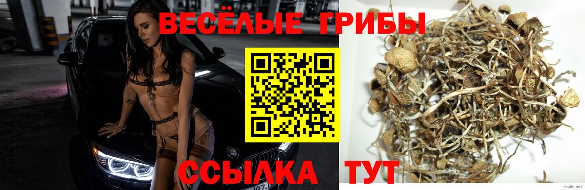 Галлюциногенные грибы Psilocybe Грозный